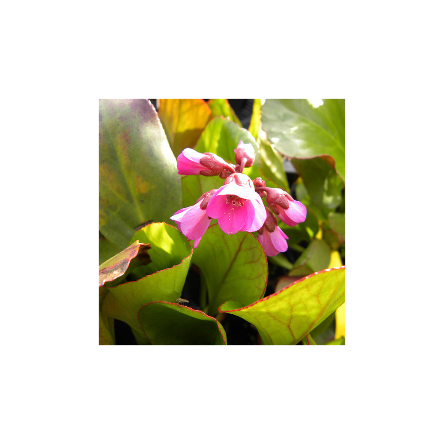 Plantes Vivaces BERGENIA 'Rotblum' - Plante des savetiers en vente - Bergénie en vente - Pépinière Lepage .