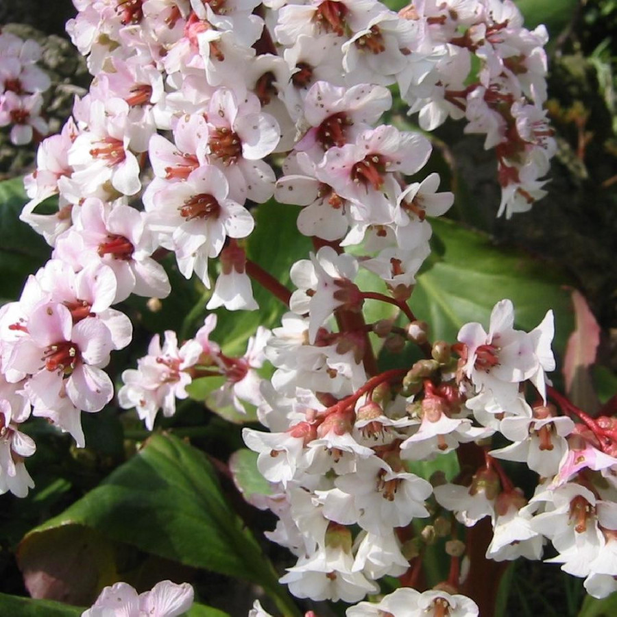 Plantes Vivaces BERGENIA 'Silberlicht' - Plante des savetiers en vente - Pépinière Lepage .