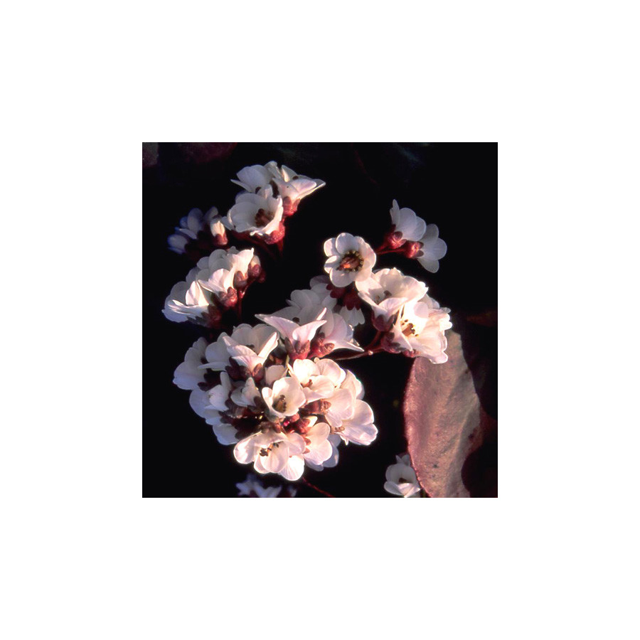 Plantes Vivaces BERGENIA 'Silberlicht' - Plante des savetiers en vente - Pépinière Lepage .