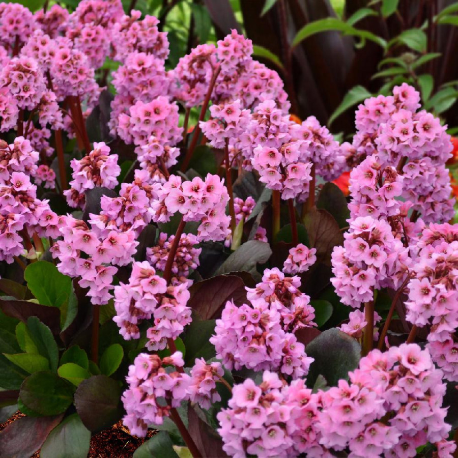 Plantes Vivaces BERGENIA 'Spring Fling' - Plante des savetiers en vente - Pépinière Lepage .