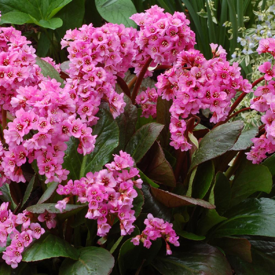 Plantes Vivaces BERGENIA 'Spring Fling' - Plante des savetiers en vente - Pépinière Lepage .
