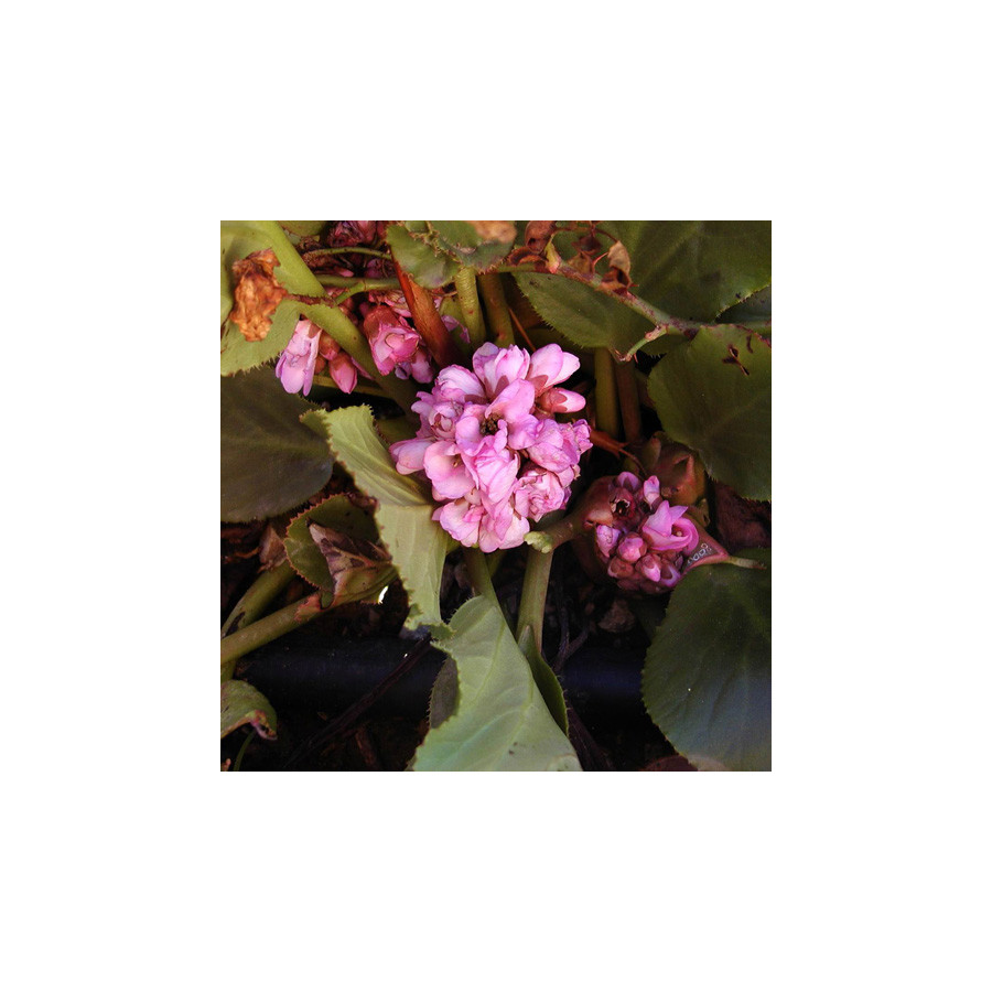 Plantes Vivaces BERGENIA cordifolia - Plante des savetiers en vente - Bergénie en vente - Pépinière Lepage .