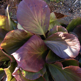 Plantes Vivaces BERGENIA cordifolia - Plante des savetiers en vente - Bergénie en vente - Pépinière Lepage .