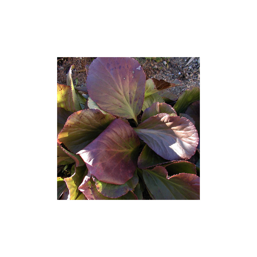 Plantes Vivaces BERGENIA cordifolia - Plante des savetiers en vente - Bergénie en vente - Pépinière Lepage .