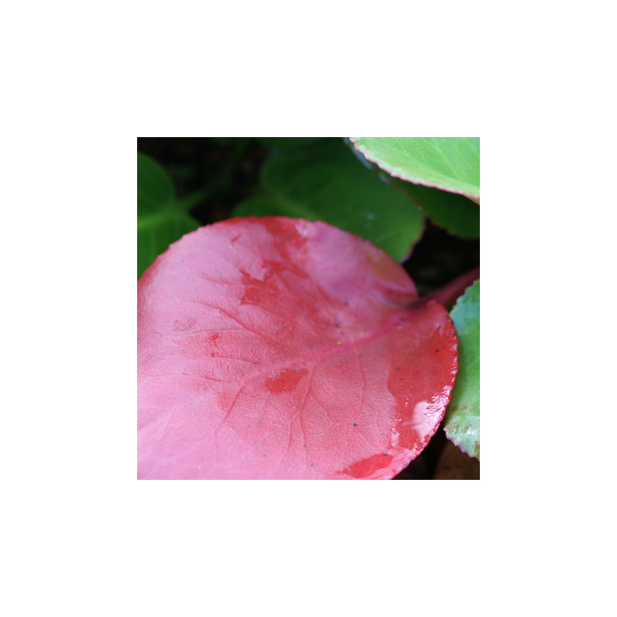 Plantes Vivaces BERGENIA cordifolia 'Eroica' - Plante des savetiers en vente - Pépinière Lepage .