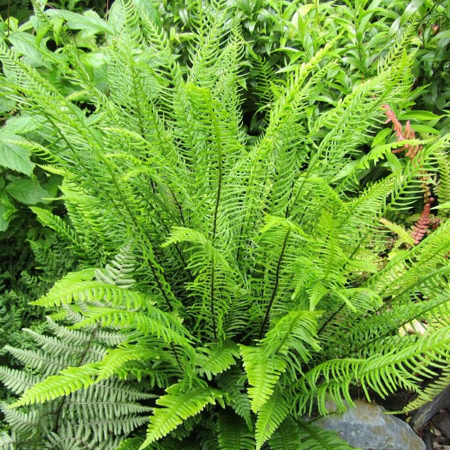 Plantes Vivaces BLECHNUM spicant en vente - Pépinière Lepage .