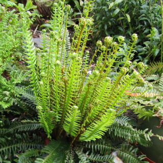 Plantes Vivaces BLECHNUM spicant en vente - Pépinière Lepage .