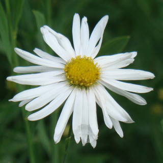 Plantes Vivaces BOLTONIA asteroides var. latisquama 'Snowbank' - Aster étoilé en vente - Pépinière Lepage .