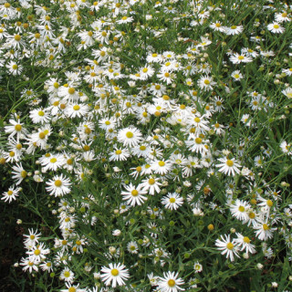 Plantes Vivaces BOLTONIA asteroides var. latisquama 'Snowbank' - Aster étoilé en vente - Pépinière Lepage .