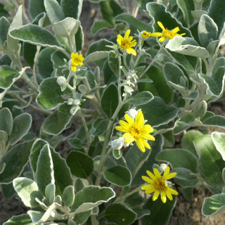 Plantes Vivaces BRACHYGLOTTIS 'Sunshine' - Senecio en vente - Pépinière Lepage .