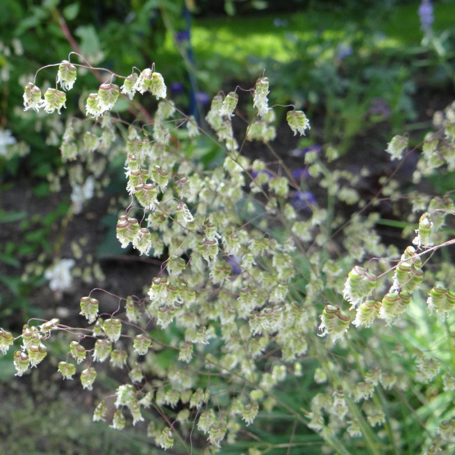 Plantes Vivaces BRIZA media - Brize en vente - Tremblotte en vente - Pépinière Lepage .