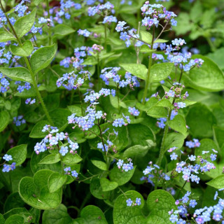 Plantes Vivaces BRUNNERA macrophylla - Myosotis du Caucase en vente - Pépinière Lepage .
