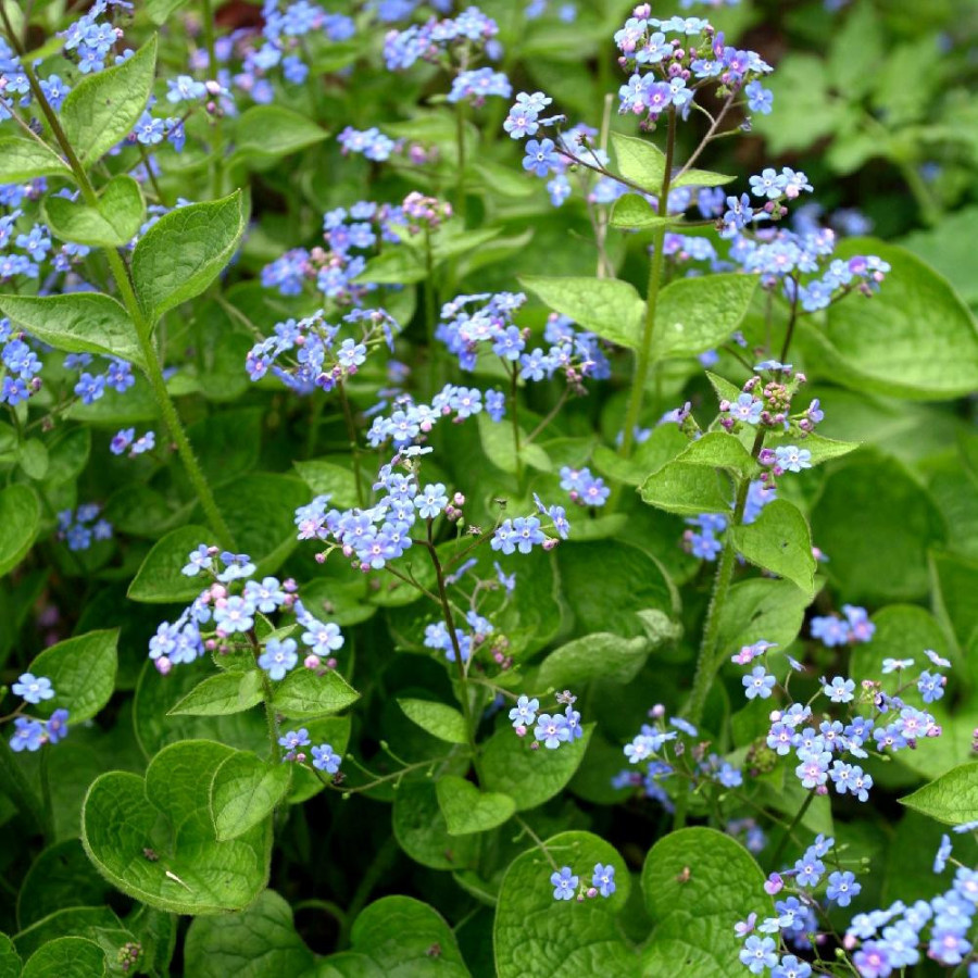 Plantes Vivaces BRUNNERA macrophylla - Myosotis du Caucase en vente - Pépinière Lepage .