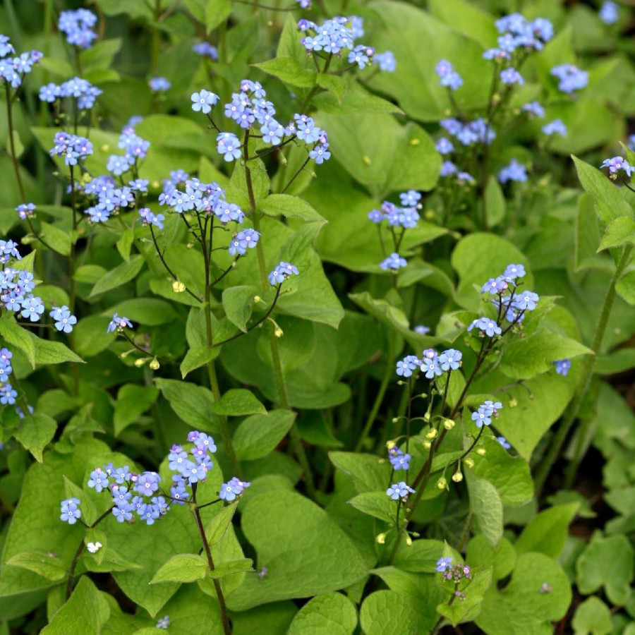 Plantes Vivaces BRUNNERA macrophylla - Myosotis du Caucase en vente - Pépinière Lepage .