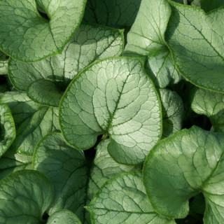 Plantes Vivaces BRUNNERA macrophylla 'Looking Glass' ® - Myosotis du Caucase en vente - Pépinière Lepage .