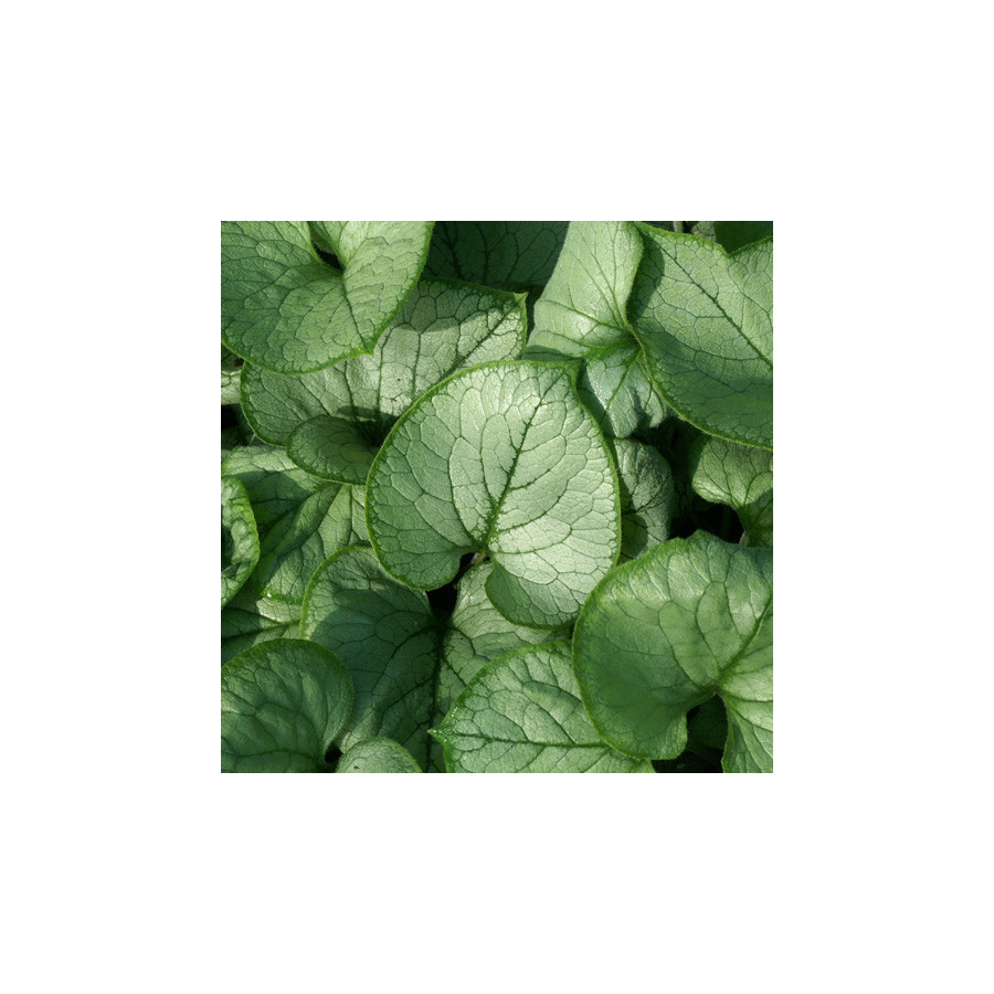 Plantes Vivaces BRUNNERA macrophylla 'Looking Glass' ® - Myosotis du Caucase en vente - Pépinière Lepage .