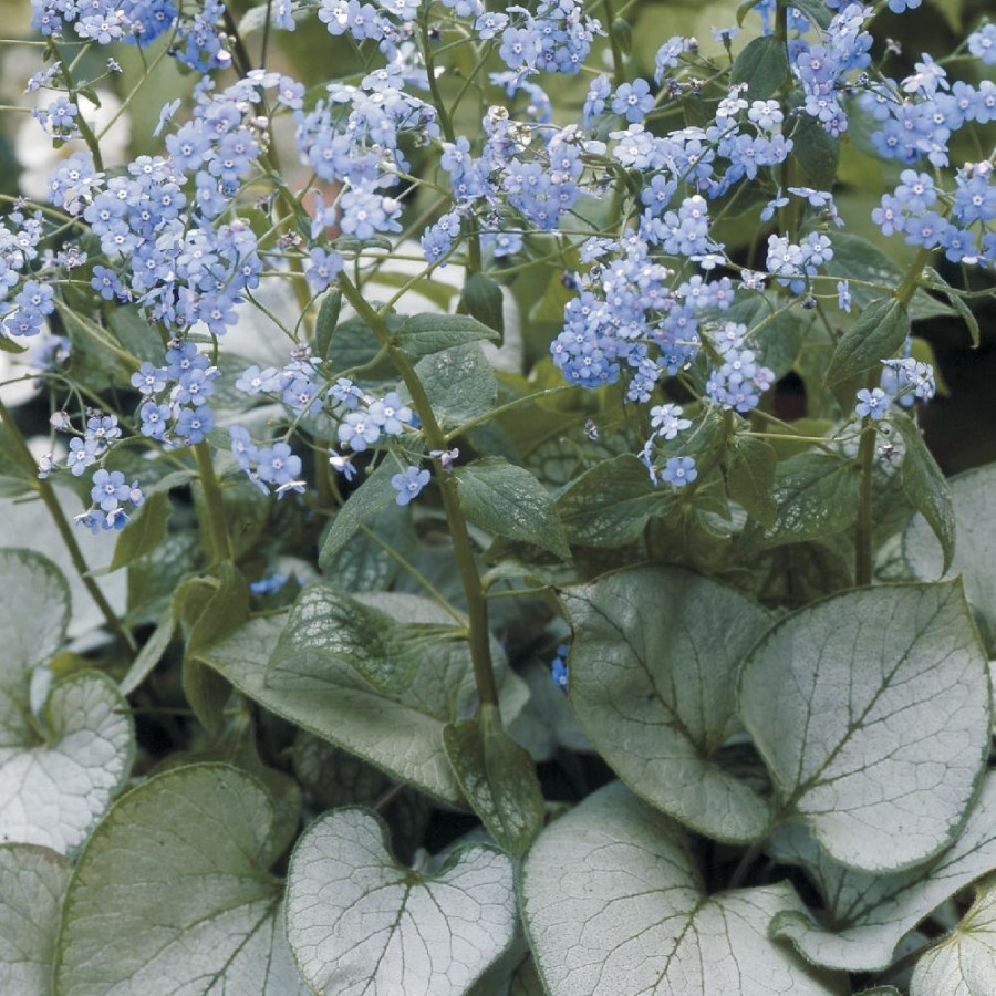 Plantes Vivaces BRUNNERA macrophylla 'Looking Glass' ® - Myosotis du Caucase en vente - Pépinière Lepage .
