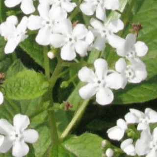 Plantes Vivaces BRUNNERA macrophylla 'Marley's White' - Myosotis du Caucase en vente - Pépinière Lepage .