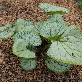 Plantes Vivaces BRUNNERA macrophylla 'Silver Heart' ® en vente - Pépinière Lepage .