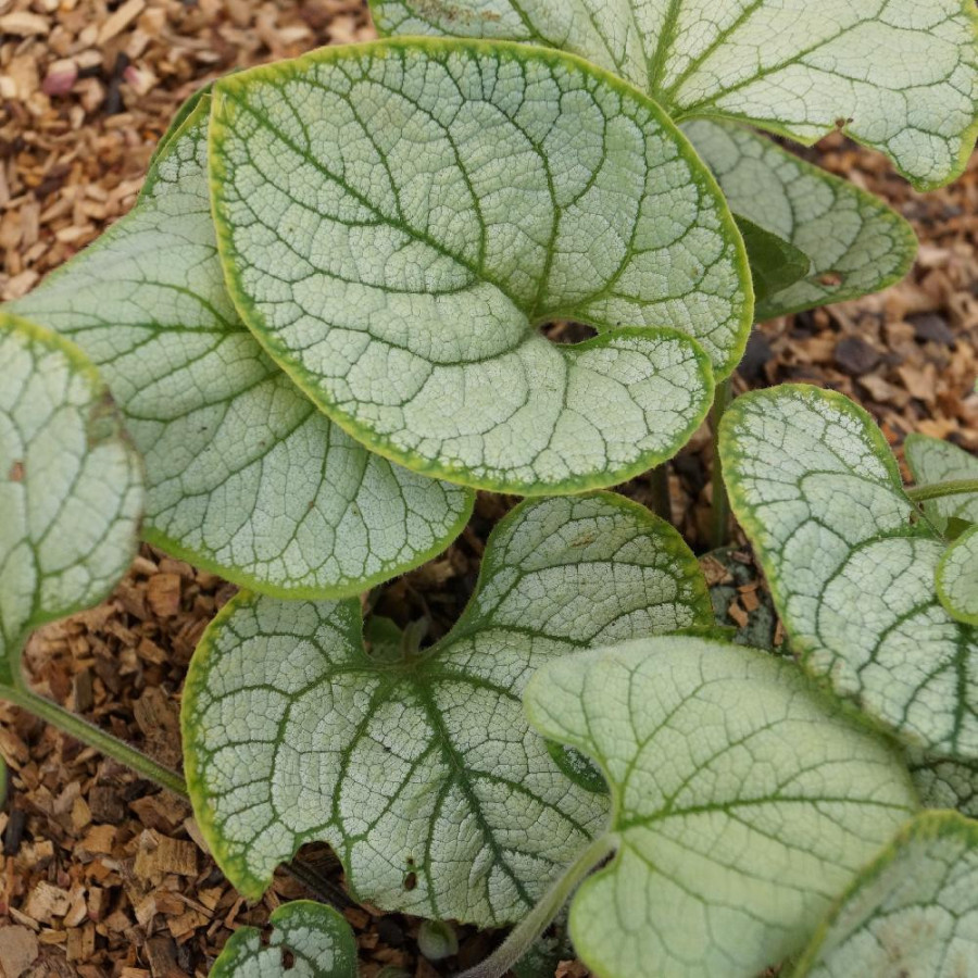Plantes Vivaces BRUNNERA macrophylla 'Silver Heart' ® en vente - Pépinière Lepage .