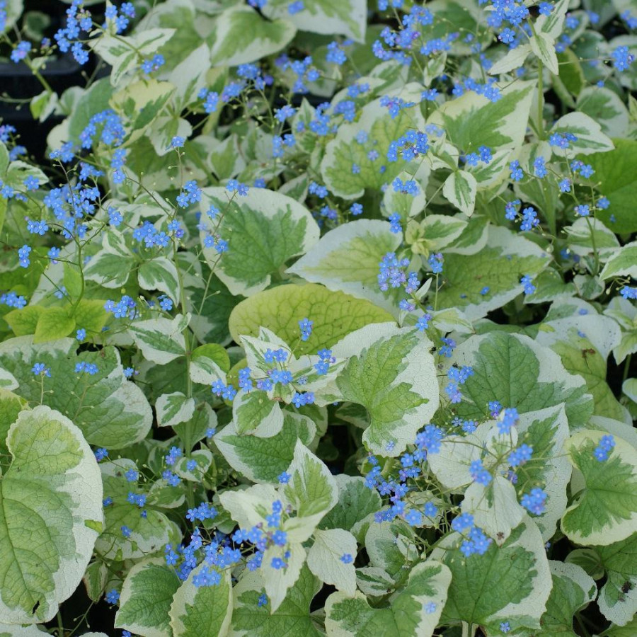 Plantes Vivaces BRUNNERA macrophylla 'Variegata' en vente - Pépinière Lepage .