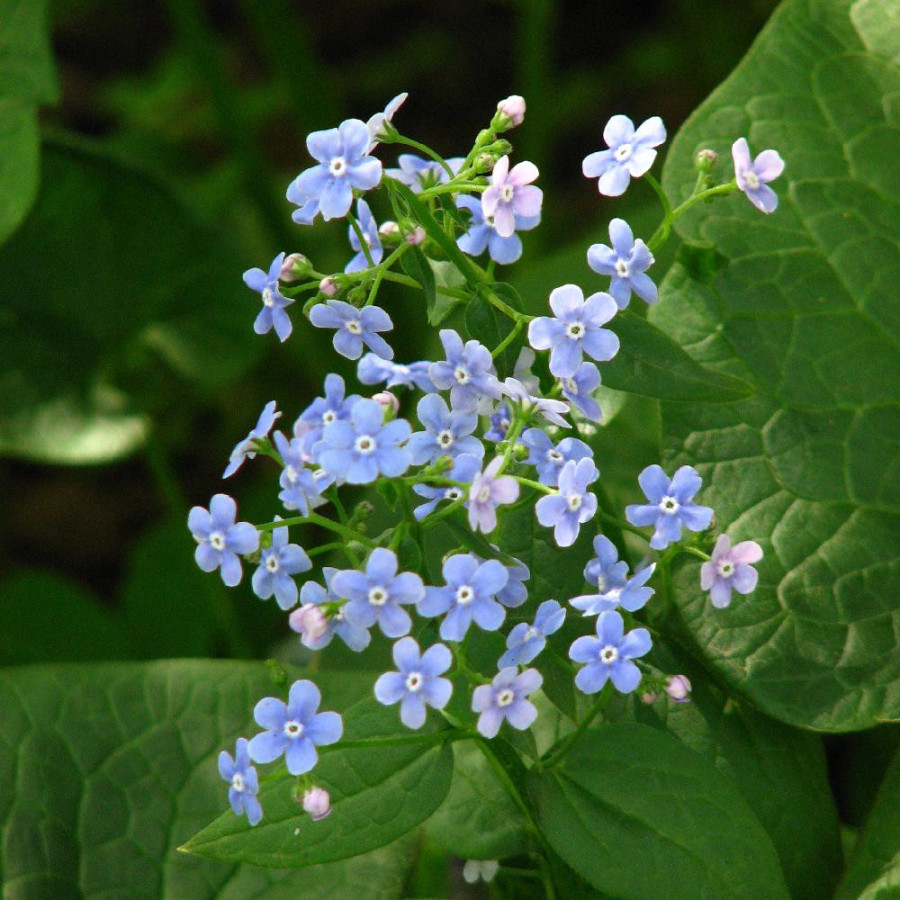 Plantes Vivaces BRUNNERA sibirica - Buglosse de Sibérie en vente - Pépinière Lepage .