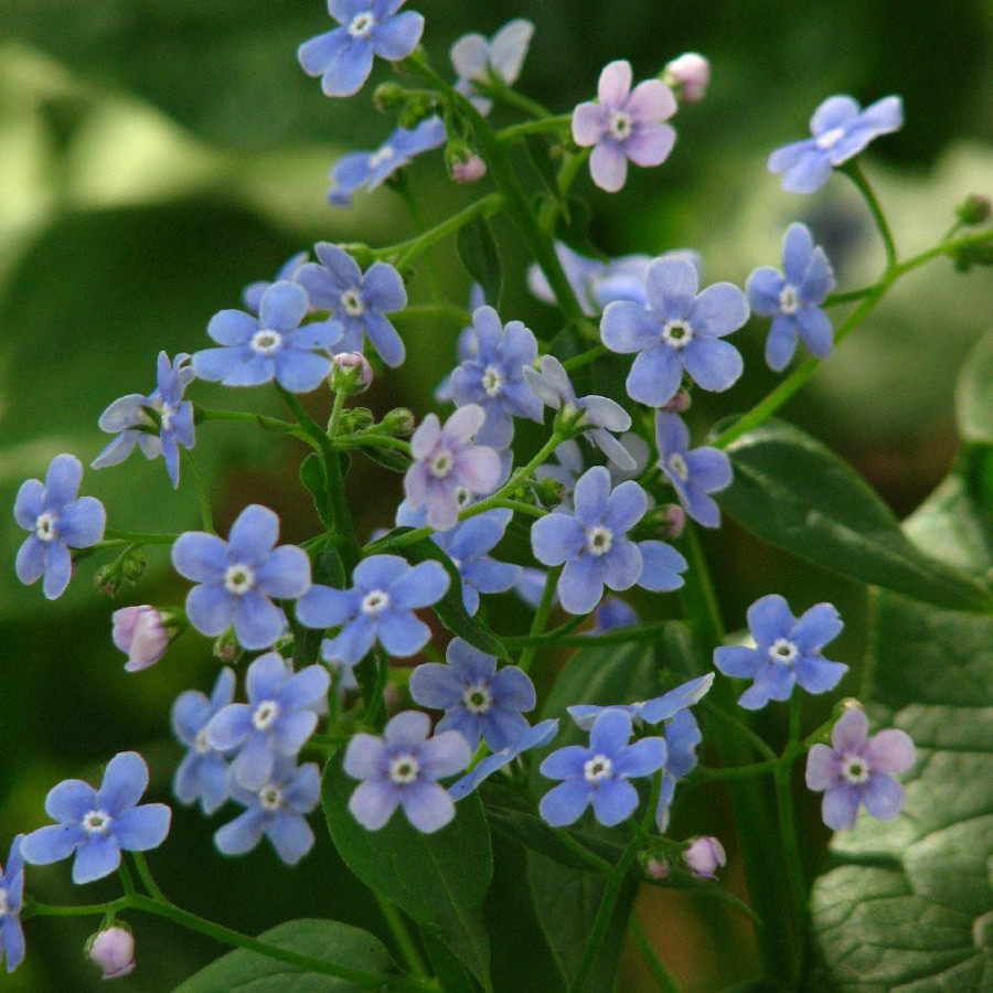 Plantes Vivaces BRUNNERA sibirica - Buglosse de Sibérie en vente - Pépinière Lepage .