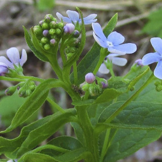 Plantes Vivaces BRUNNERA sibirica - Buglosse de Sibérie en vente - Pépinière Lepage .