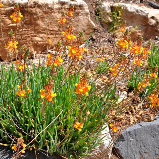 BULBINE frutescens 'Avera Sunset Orange'