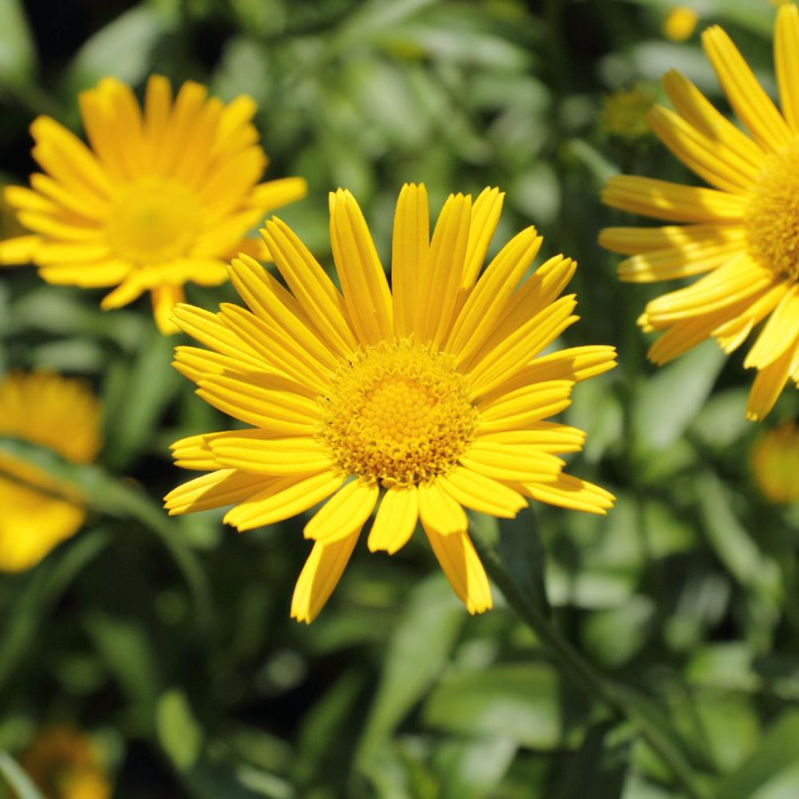 Plantes Vivaces BUPHTHALMUM salicifolium - Buphtalme à feuilles de Saule en vente - Oeil de boeuf en vente - Pépinière Lepage .