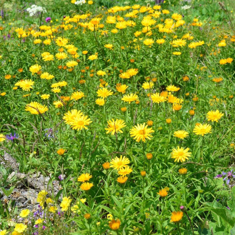Plantes Vivaces BUPHTHALMUM salicifolium - Buphtalme à feuilles de Saule en vente - Oeil de boeuf en vente - Pépinière Lepage .