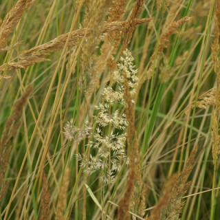 Plantes Vivaces CALAMAGROSTIS acutiflora - Calamagrostide en vente - Pépinière Lepage .