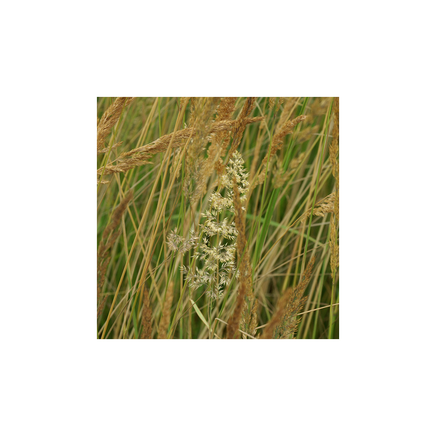Plantes Vivaces CALAMAGROSTIS acutiflora - Calamagrostide en vente - Pépinière Lepage .