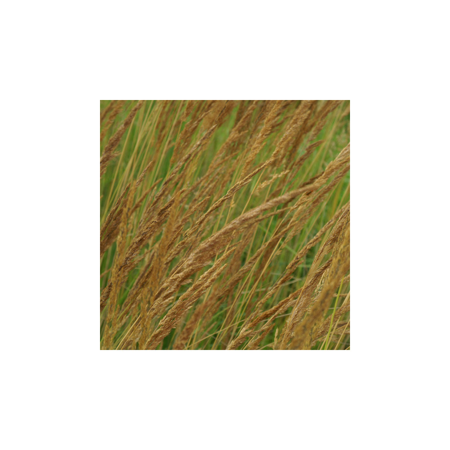 Plantes Vivaces CALAMAGROSTIS acutiflora - Calamagrostide en vente - Pépinière Lepage .