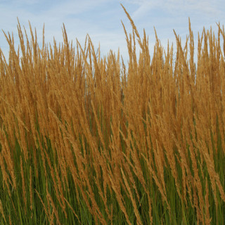 Plantes Vivaces CALAMAGROSTIS acutiflora - Calamagrostide en vente - Pépinière Lepage .