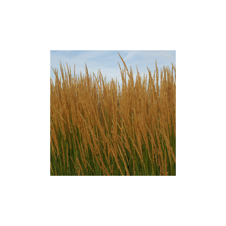 Plantes Vivaces CALAMAGROSTIS acutiflora - Calamagrostide en vente - Pépinière Lepage .