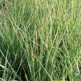 CALAMAGROSTIS acutiflora 'Avalanche'