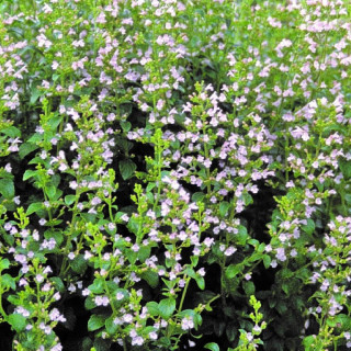 Plantes Vivaces CALAMINTHA nepeta 'Blue Cloud' - Calament en vente - Pépinière Lepage .