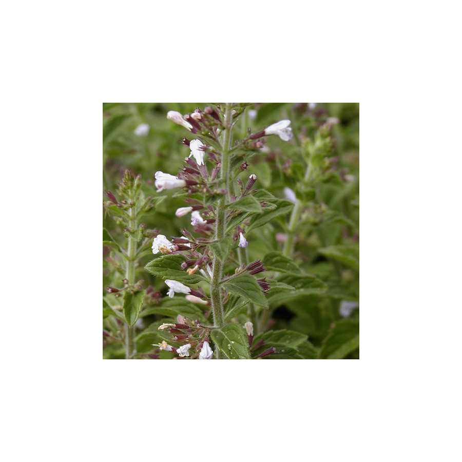 Plantes Vivaces CALAMINTHA nepeta (C. brauneana) - Calament en vente - Pépinière Lepage .