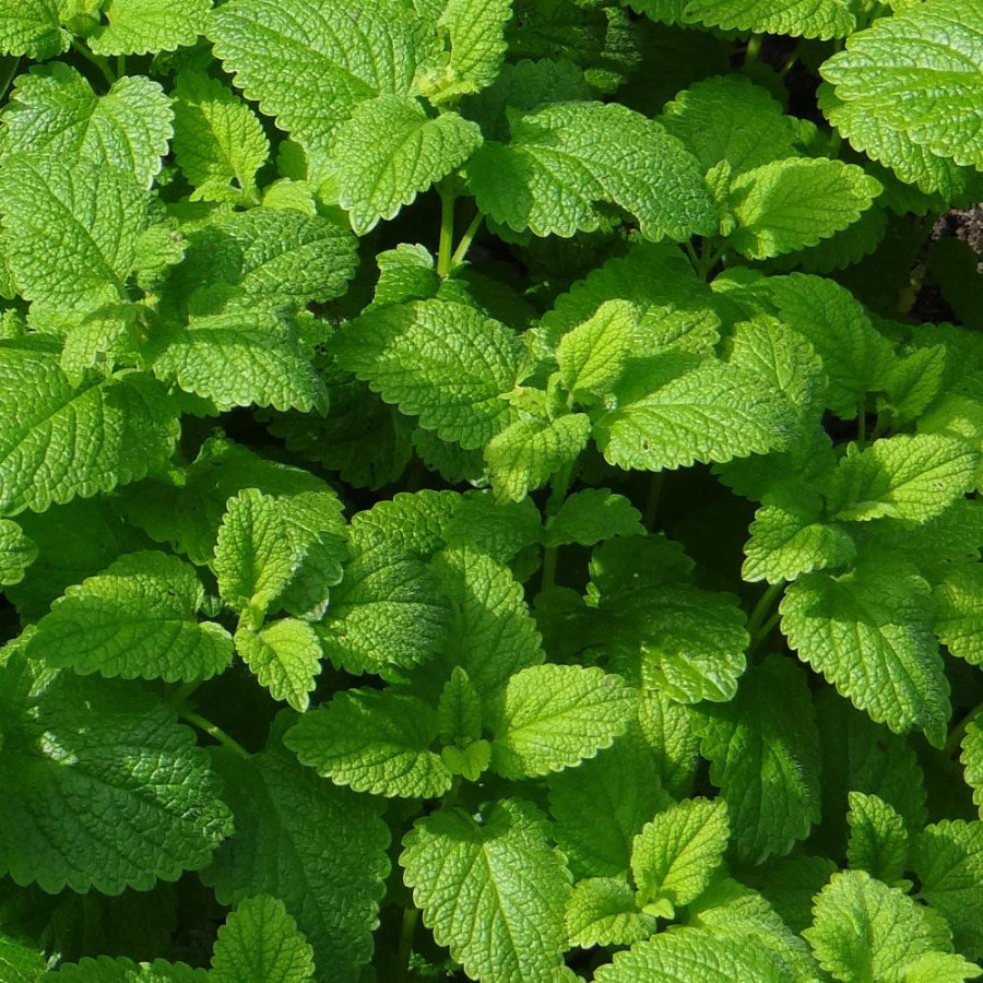 Plantes Vivaces CALAMINTHA nepeta (C. brauneana) - Calament en vente - Pépinière Lepage .