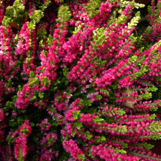 Plantes Vivaces CALLUNA vulgaris 'Dart's Beauty' - Callune en vente - Bruyère commune en vente - Pépinière Lepage .