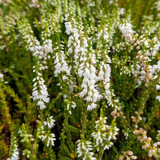 Plantes Vivaces CALLUNA vulgaris 'Elegant pearl' - Callune en vente - Bruyère commune en vente - Pépinière Lepage .