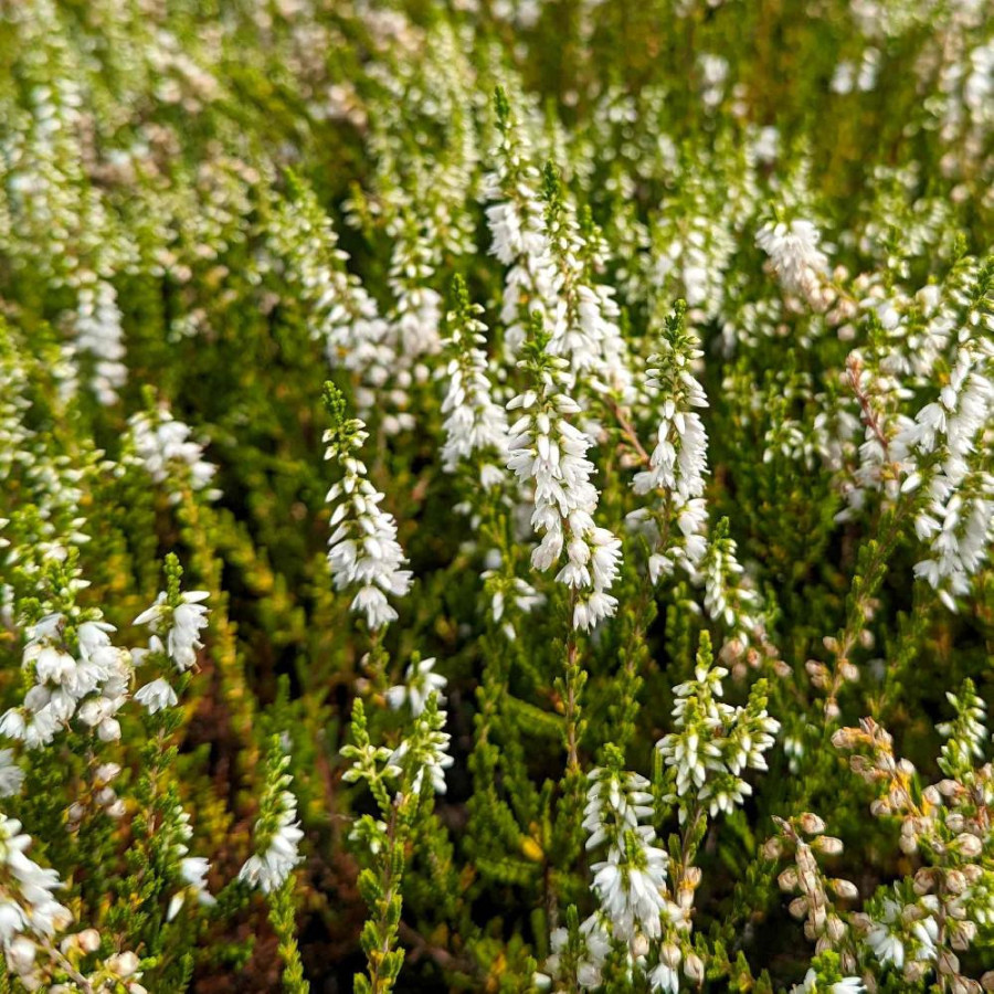 Plantes Vivaces CALLUNA vulgaris 'Elegant pearl' - Callune en vente - Bruyère commune en vente - Pépinière Lepage .