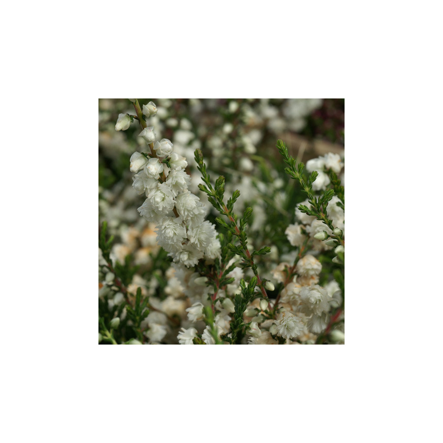 Plantes Vivaces CALLUNA vulgaris 'Kinlochruel' - Callune en vente - Bruyère commune en vente - Pépinière Lepage .
