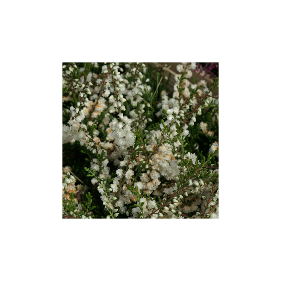 Plantes Vivaces CALLUNA vulgaris 'Kinlochruel' - Callune en vente - Bruyère commune en vente - Pépinière Lepage .
