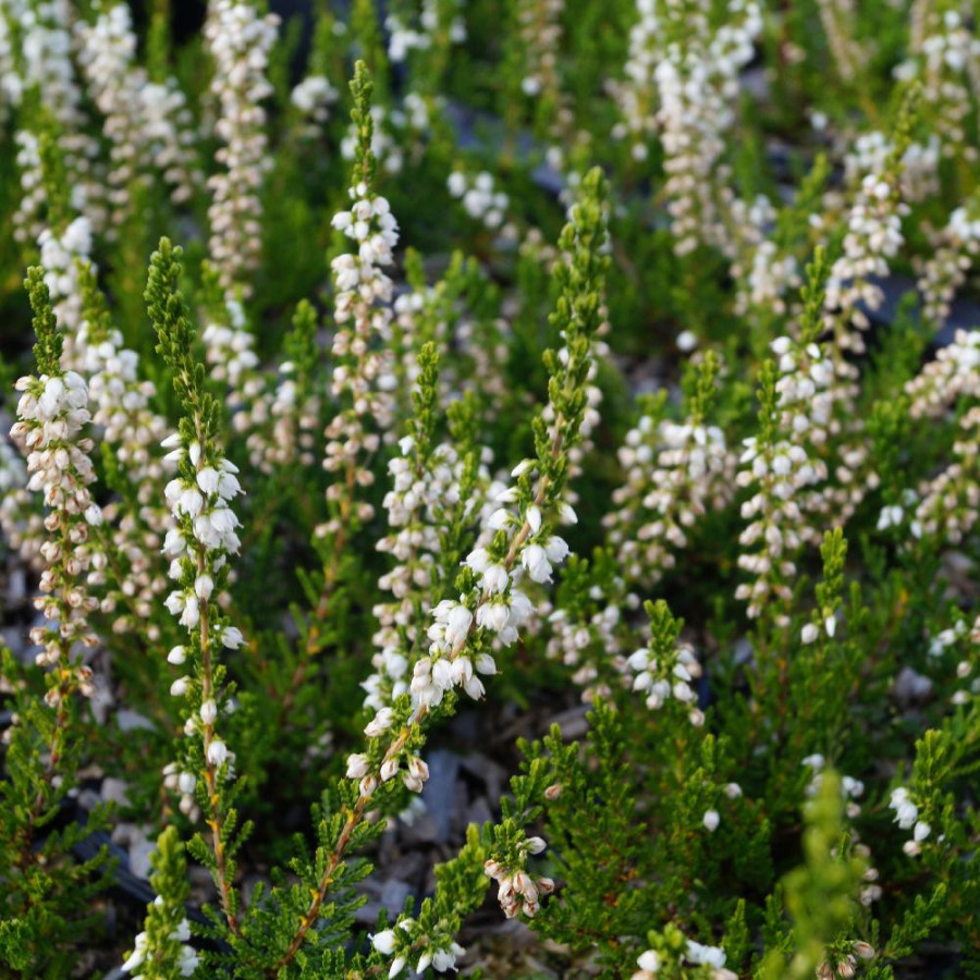 CALLUNA vulgaris 'Long White'