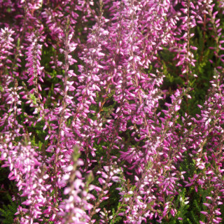 Plantes Vivaces CALLUNA vulgaris 'Marlies' - Callune en vente - Bruyère commune en vente - Pépinière Lepage .