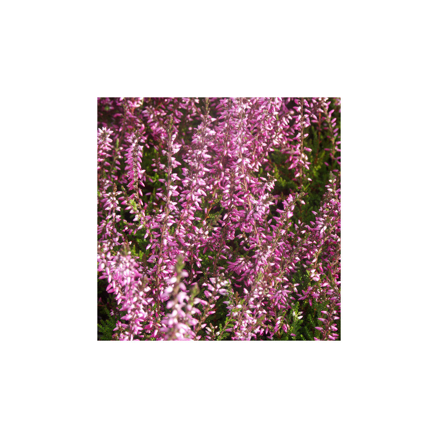 Plantes Vivaces CALLUNA vulgaris 'Marlies' - Callune en vente - Bruyère commune en vente - Pépinière Lepage .