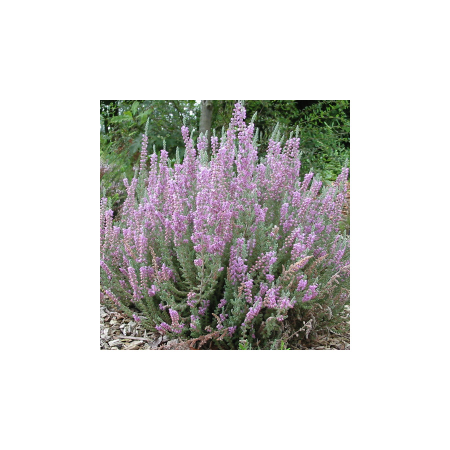 Plantes Vivaces CALLUNA vulgaris 'Silver Knight' - Callune en vente - Bruyère commune en vente - Pépinière Lepage .
