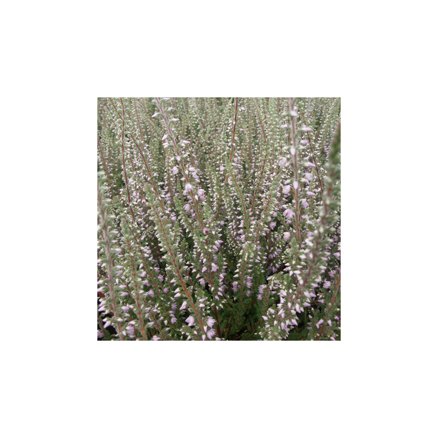 Plantes Vivaces CALLUNA vulgaris 'Silver Knight' - Callune en vente - Bruyère commune en vente - Pépinière Lepage .